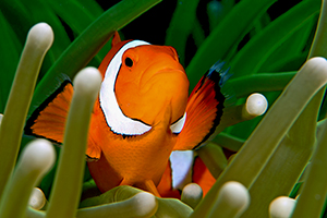 Amphiprion ocellaris